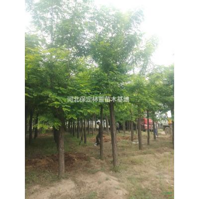 12公分金葉白蠟