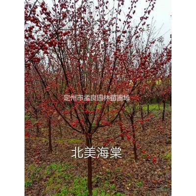 優質特價金葉白蠟產地直銷