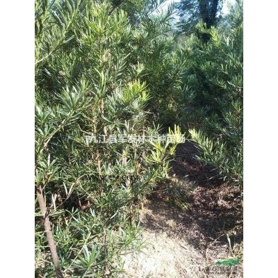 長期供應(yīng)1-2年楓香小苗