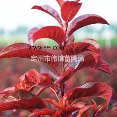 白蠟，速生白蠟產(chǎn)地，河北速生白蠟價(jià)格