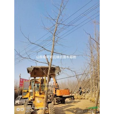 20公分白蠟  便宜出售10-25公分都有