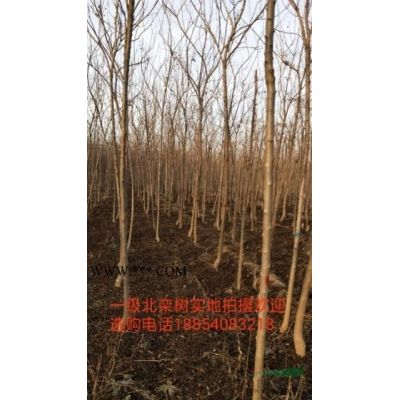 哪里有18公分20公分一*白蠟樹(shù)價(jià)格多少
