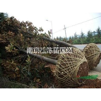 30公分榔榆批發銷售15-20公分榔榆低價銷售