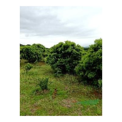 榔榆小苗，3公分，4公分，5公分榔榆小苗價(jià)格。