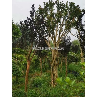 4到10公分龍爪槐