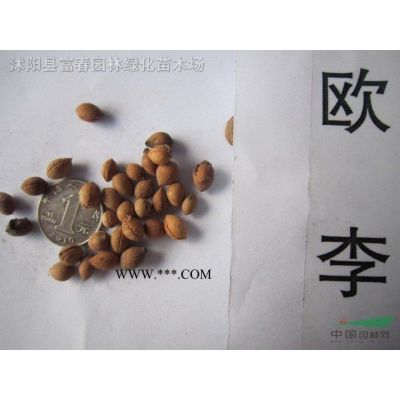 綠化喬木垂槐，垂槐苗，別名：槐樹，龍爪槐，盤槐
