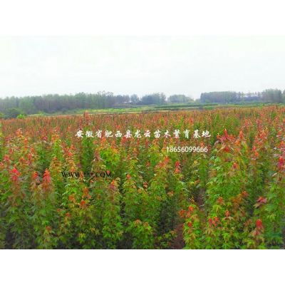 安徽龍爪槐 垂槐 柿樹(shù) 李樹(shù) 紅葉桃 紅梅 花石榴 紅玉蘭