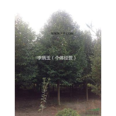 龍爪槐價(jià)格  龍爪槐批發(fā)基地  龍爪槐價(jià)格趨勢