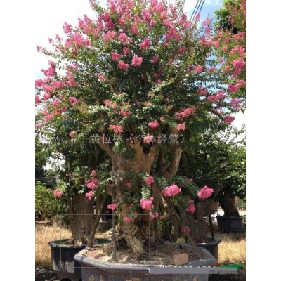 500畝布迪椰子基地直銷批發 規格* 物美價廉