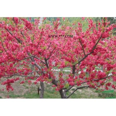 櫻花3行情報價\櫻花3圖片展示