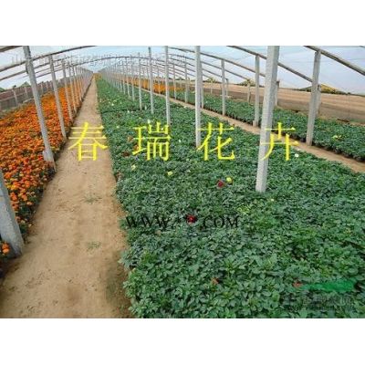 櫻花，山東櫻花，青州櫻花