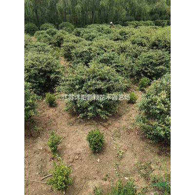 櫸樹，撲樹，烏桕