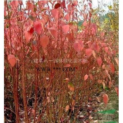 優質特價烏桕 江蘇烏桕價格產地直銷