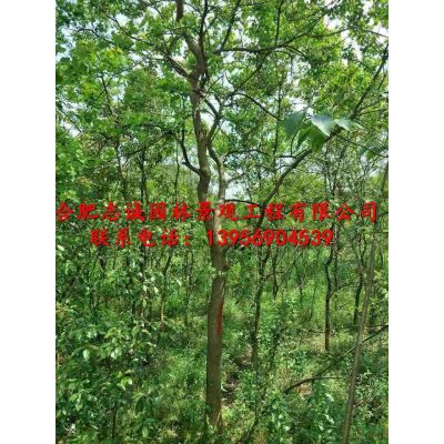 安徽叢生烏桕，叢生烏桕，叢生烏桕價(jià)格，山東叢生烏桕
