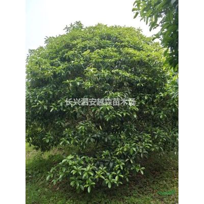 優質特價重陽木 15-20公分重陽木 湖州重陽木 長興重陽木產地直銷