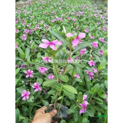 重陽木圖片_重陽木產地_重陽木綠化苗木苗圃基地