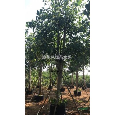 福建銀葉金合歡價格 福建漳州銀葉金合歡袋苗行情