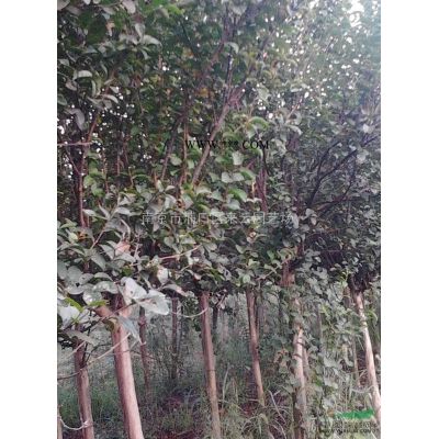 烏桕10公分12公分15公分價格信息