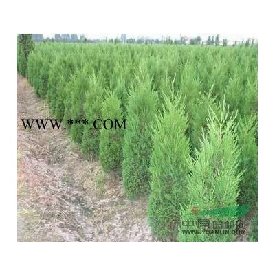 胸徑10公分15公分20公分烏桕報價