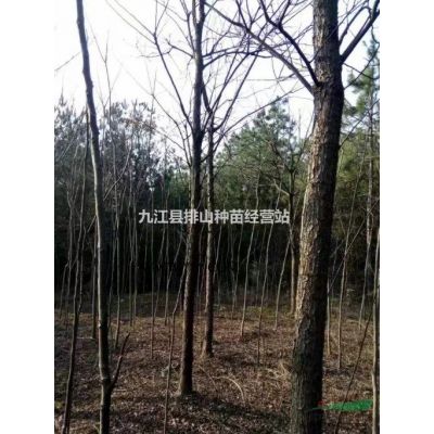 江西重陽木基地