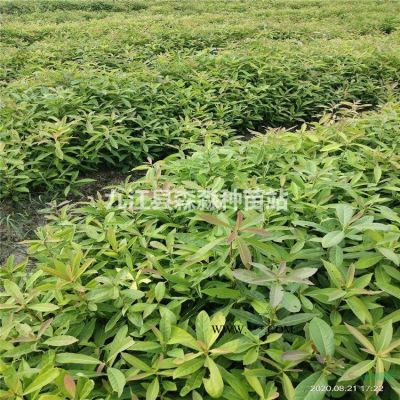 烏桕小苗 基地大量供應烏桕小苗 烏桕規格*