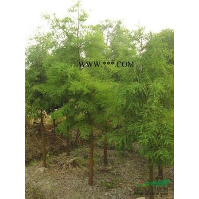 重陽木*新價格/重陽木報價