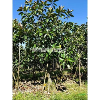 福建地區(qū)供應(yīng)40-150公分重陽木（秋楓）移植苗