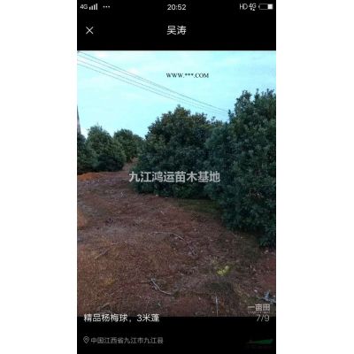 合歡，精品合歡，全冠合歡，九江合歡，高分支