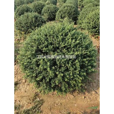 直銷楓香，楓香樹，楓香基地，北美楓香，美國楓香