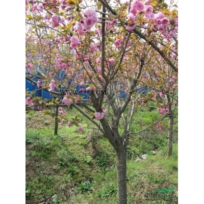 山東泰安合歡苗圖片\山東泰安合歡苗報價