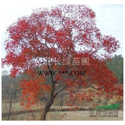 安徽肥西出售合歡，榔榆，三角楓，樸樹，櫸樹，黃山欒樹