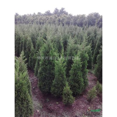 楓香樹報價，南京楓香樹供應