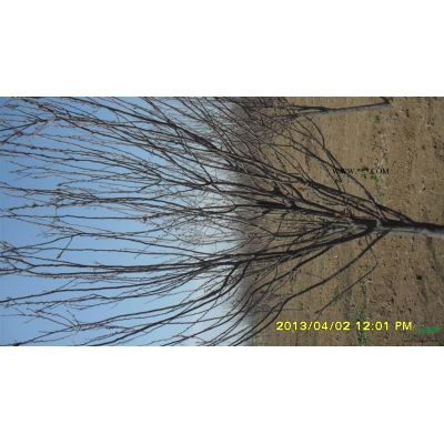 山東白蠟，山東白蠟種植銷售，白蠟價格，泰安本昌櫻花苗木基地