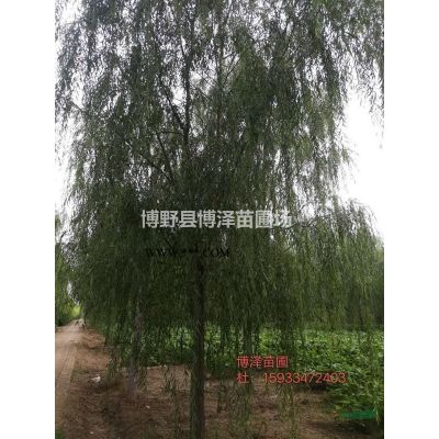 白蠟10公分上貨價格，【博澤苗圃】苗木專業合作社