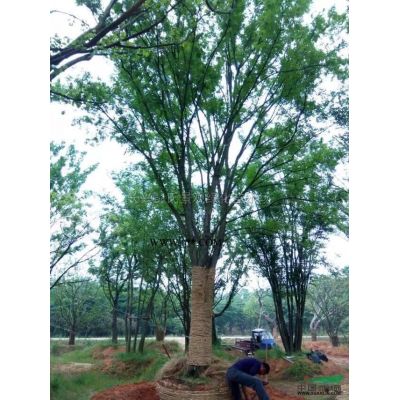 浙江榔榆 湖州榔榆基地實拍 榔榆哪里好/哪家便宜