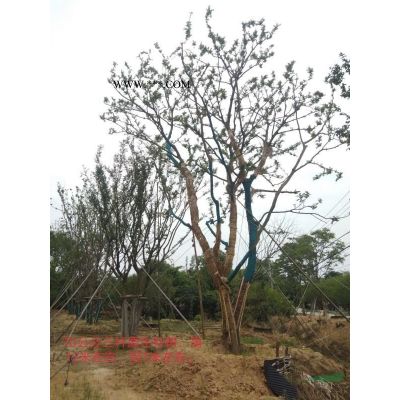浙江60公分叢生榔榆,高7.5米價(jià)格優(yōu)惠
