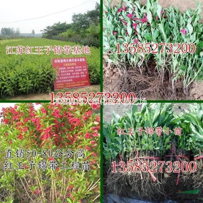 供應(yīng)龍爪槐 4-10公分龍爪槐價(jià)格 垂槐樹(shù)苗 物優(yōu)價(jià)廉 直銷(xiāo)