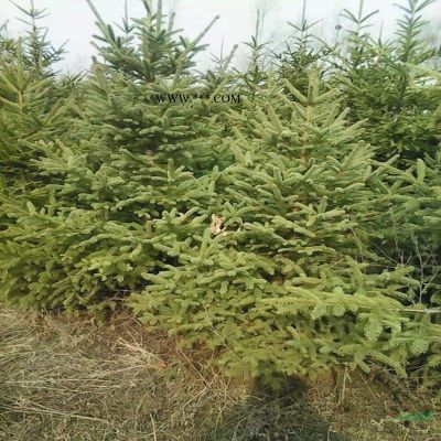 專業(yè)苗木基地5米以上白皮松批發(fā)基地 白皮松樹品質(zhì)優(yōu)良