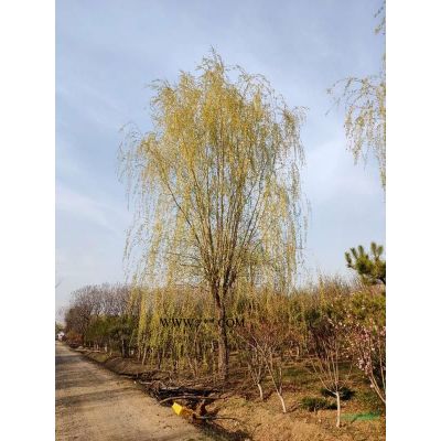 高2.5-6米白皮松北京大苗圃基地購樹木市場排名價格