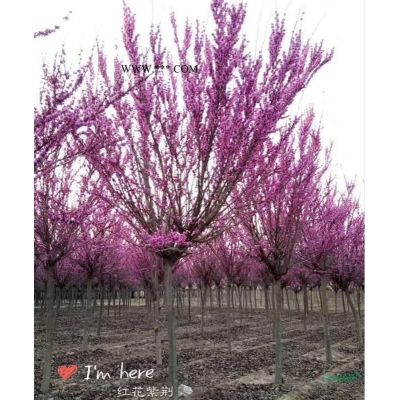 胸徑30-60公分大樸樹北京大苗圃基地購樹木市排價