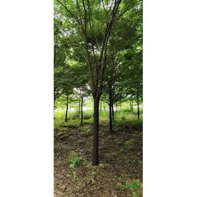 大量供應(yīng)櫻花3-10公分