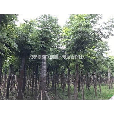 四川成都溫江郫縣地區原生樸樹15-25公分一手貨源