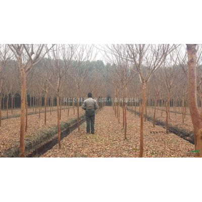 樸樹報價/江蘇樸樹報價