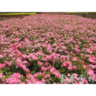 樸樹、樸樹苗、樸樹沭陽種植基地、沭陽樸樹
