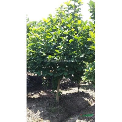 櫻花報價/江蘇櫻花報價