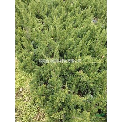 烏桕產(chǎn)地  烏桕小苗多少錢一株 烏桕大小規(guī)格圖片價(jià)格