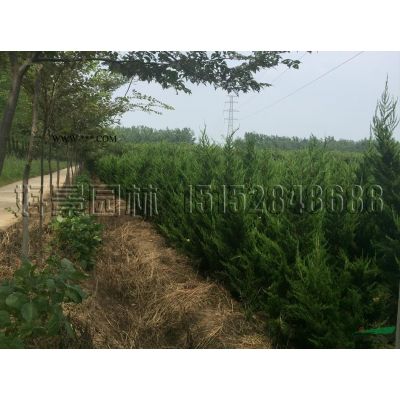 合歡價格_合歡圖片_合歡產地_合歡綠化苗木苗圃基地