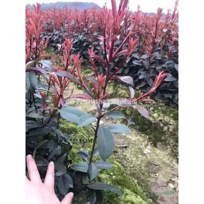 安徽供應烏桕 滁州烏桕價格 烏桕基地規格*