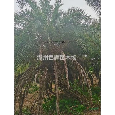 紅葉烏桕價格 福建紅葉烏桕小苗基地直銷