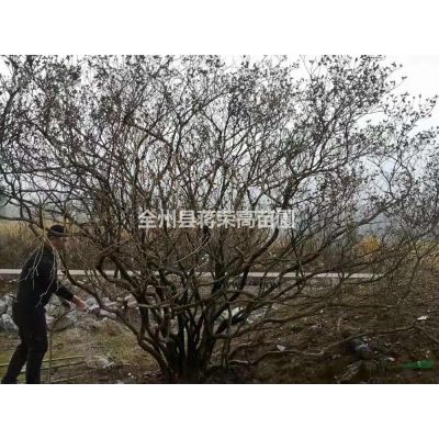 廣西桂林烏桕20公分-35公分/優質烏桕25公分價格